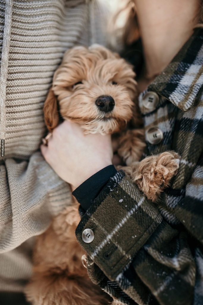 Wintery Engagement Shoot At Getaway House With Couple’s New Puppy | Burgh Brides | Iris Marie Photography