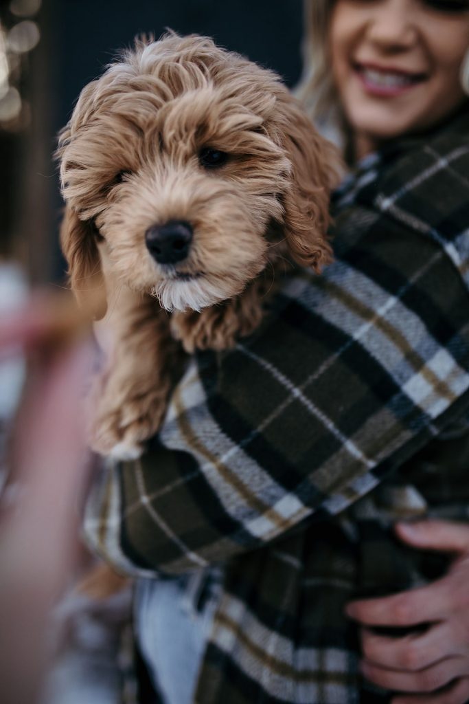 Wintery Engagement Shoot At Getaway House With Couple’s New Puppy | Burgh Brides | Iris Marie Photography