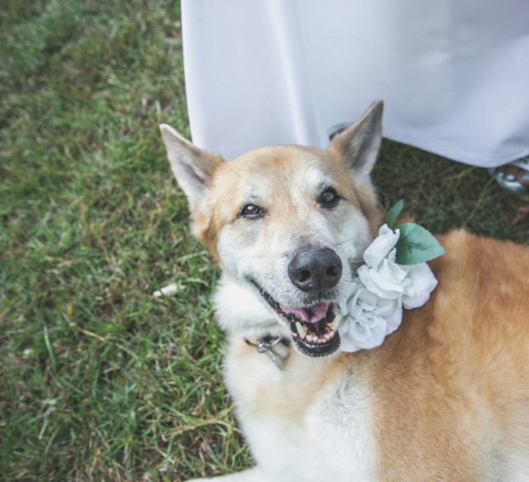 10 Reasons To Hire A Pet Care Service For Your Wedding | Burgh Brides.jpg