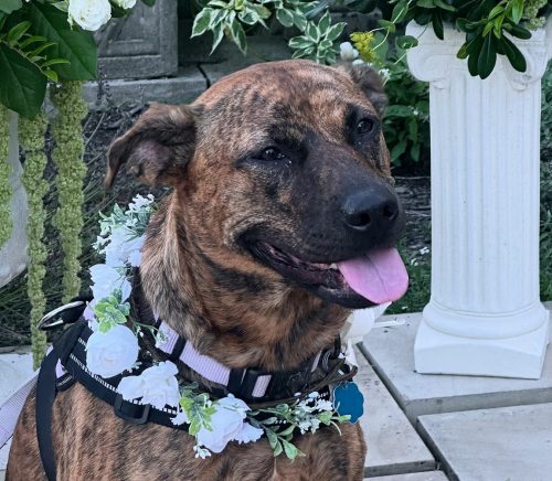 Yappy Ever After | Pittsburgh Wedding Pet Care | Burgh Brides