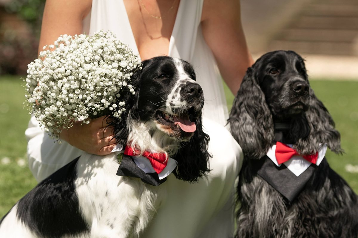 Yappy Ever After | Pittsburgh Wedding Pet Care | Burgh Brides