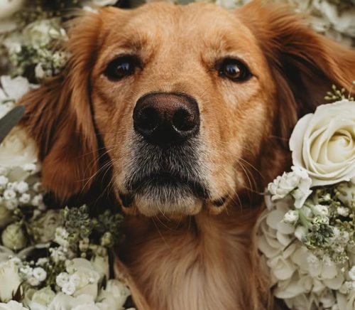 Yappy Ever After | Pittsburgh Wedding Pet Care | Burgh Brides