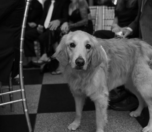 Yappy Ever After | Pittsburgh Wedding Pet Care | Burgh Brides